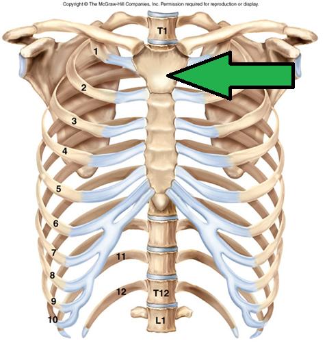  p>肋由肋骨和肋软骨组成,共12对.