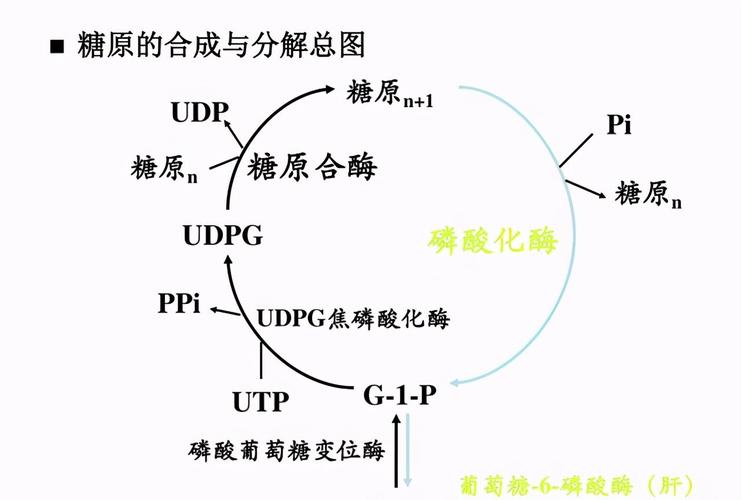 方面二:抑制非糖物质的分解(促进糖异生)