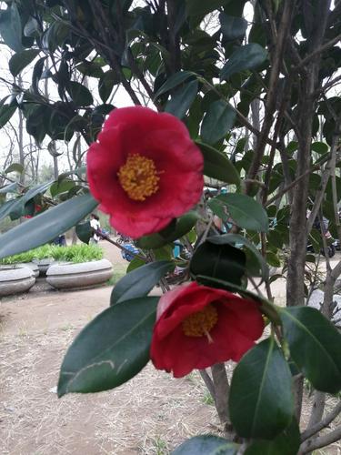 青岛市市花:耐冬