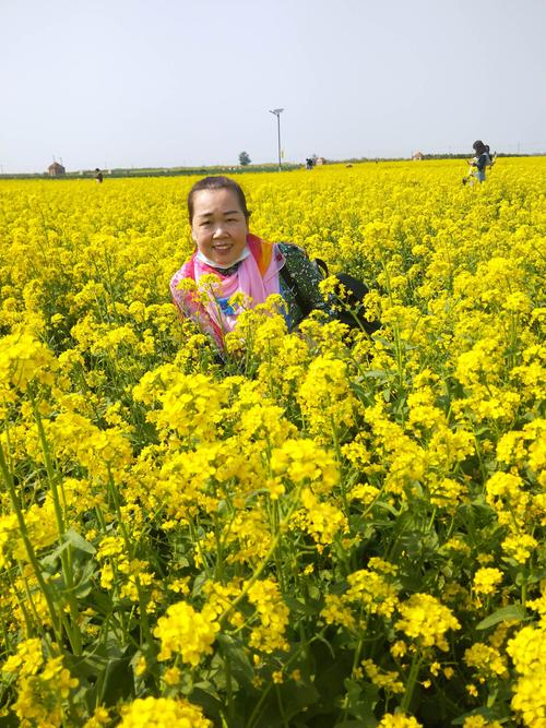 观平陵城油菜花留影