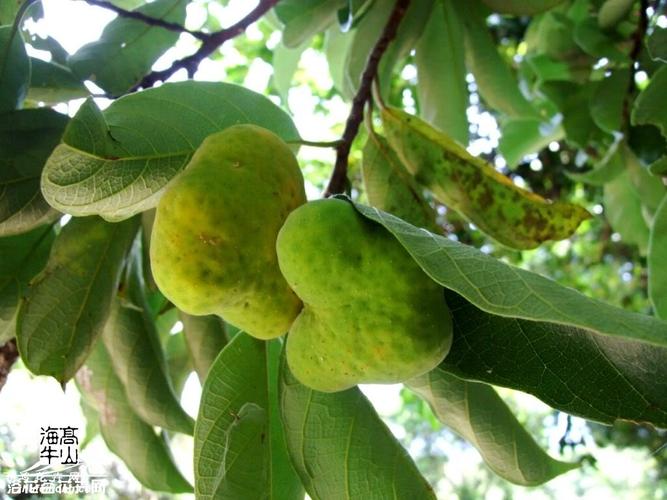 桂木图片 桂木为常绿乔木,高达15米,有乳汁