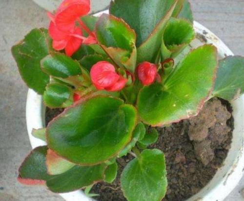 四季海棠该如何扦插繁殖?多注意5方面,可全年通用,春秋更甚