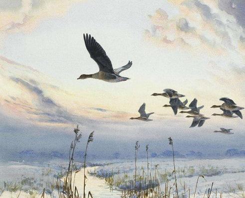 两两归鸿欲破群依依还似北归人全诗意思及赏析