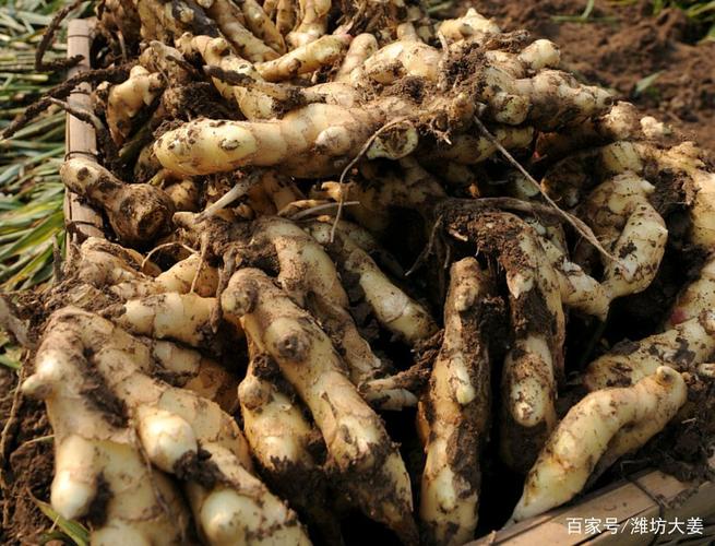 百度爱采购首页 商品专题_生姜最近两天一天落5毛一天涨5毛.风险很高.