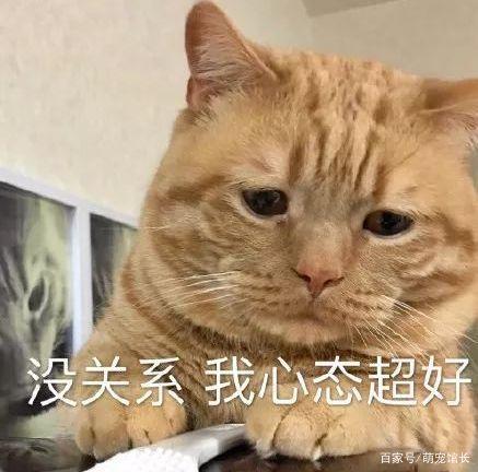 天生愁眉苦脸的橘猫表情包,忧愁的样子好萌