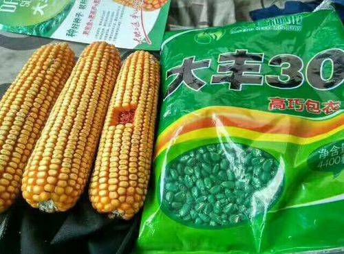大丰30,金科玉3306玉米品种推介会