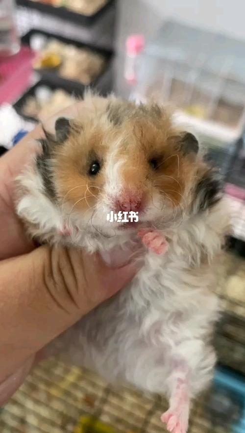 金丝熊领养_领养_金丝熊_金丝熊领养_宠物_宠物其他