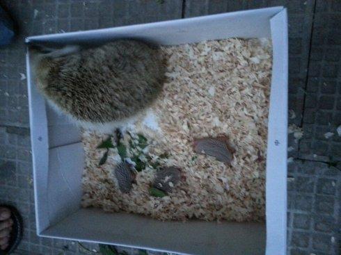 院子突现一窝刺猬