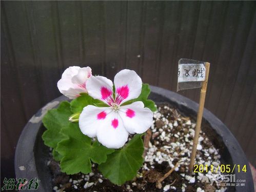 天竺葵菲舍白飞溅