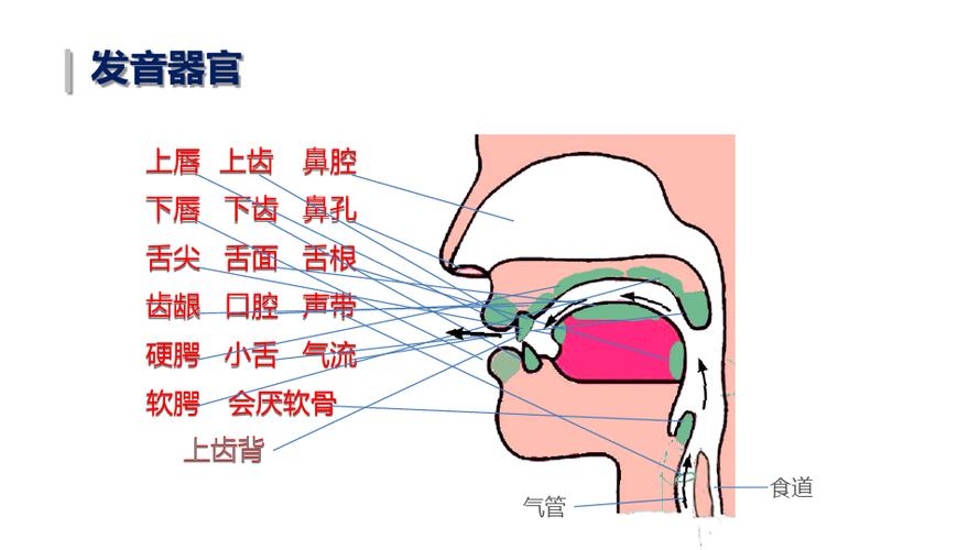 【汉语拼音入门教程】 03 认识发音器官及运动练习
