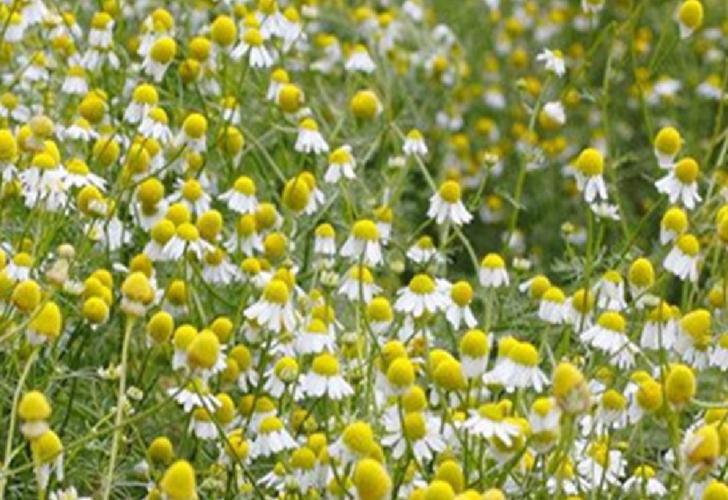 批发泡茶菊花种子 洋甘菊基 观赏多用途菊花