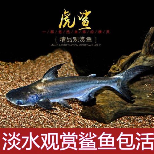 热带观赏鱼成吉思汗鲨凶猛观赏鱼大白鲨虎头鱼苗淡水虎鲨鱼苗优美