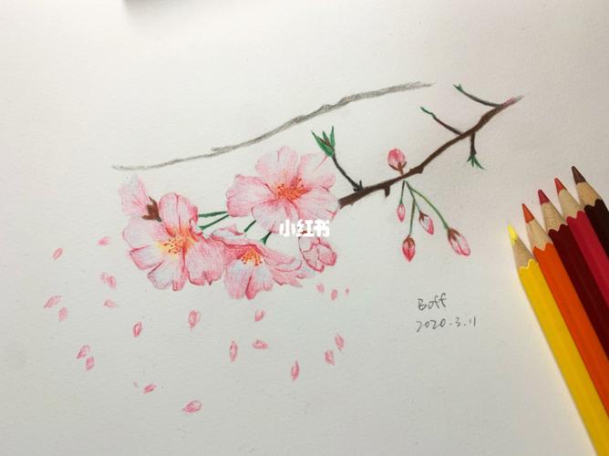 彩铅练习|雨樱花落_彩铅_彩铅画_文化_绘画