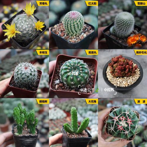 仙人掌品种大全(1)_仙人掌_龙王怎么样_金冠怎么样