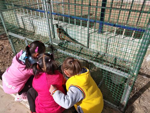 新村幼儿园开展动物饲养区体验活动