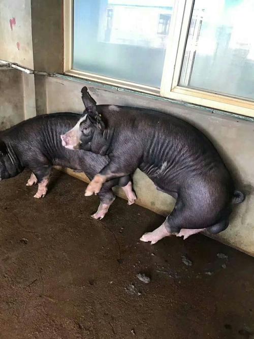 巴克夏猪 20-25斤