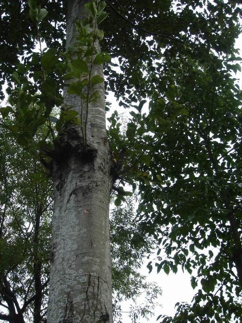 桤木(alder)地板材,规格材