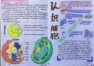 高一上学期生物手抄报 假期生活手抄报