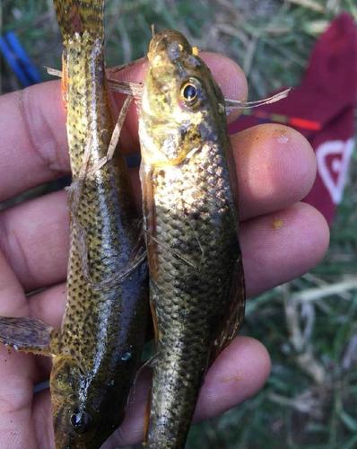 比鲫鱼鲜美,比鲤鱼肥嫩,水沟里的麻狗鱼,一百多一斤