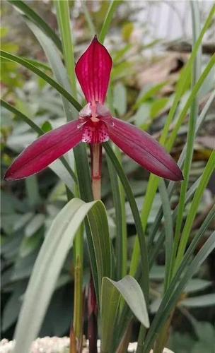 贵州早年下山的一颗血红花春兰,曾千金难买一苗|兰花