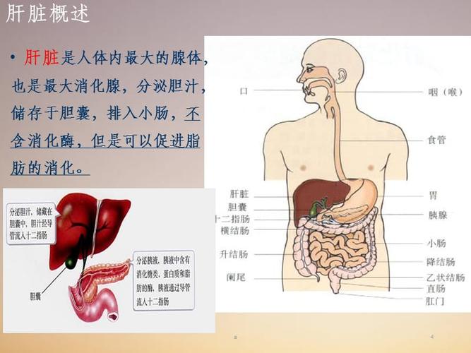 肝脏的解剖及分段.ppt