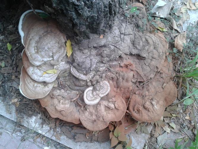 今天摘的野生灵芝,这是什么品种?要如何处理?把表面洗净晒干或烘干吗?