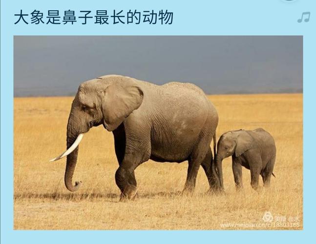 5月21日科学:动物之最