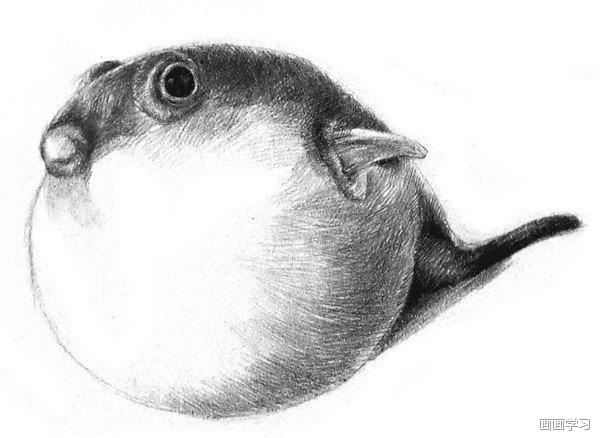 如何学素描——素描动物小河豚的绘画教程