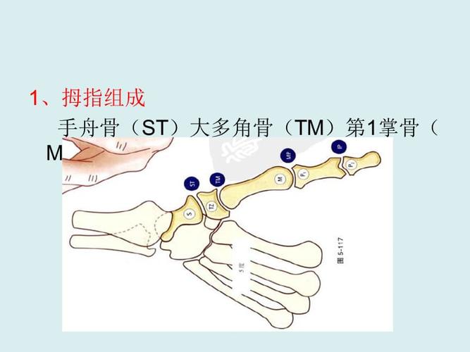 骨关节功能解剖学手拇指