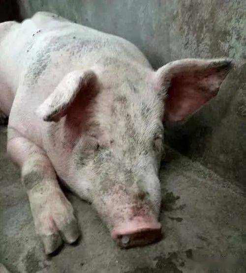 诊疗案例秋冬季节猪流行性感冒的实战防治方案分享