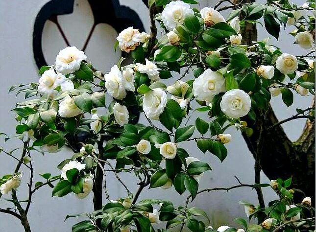 经典诵读 | 白色山茶花