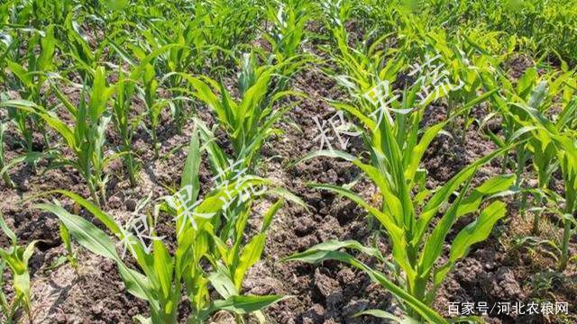 玉米套种红薯,省时省力又增产