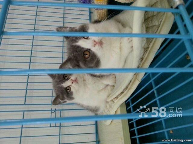 美国cfa注册猫舍英国短毛猫蓝白英短虎斑折耳猫