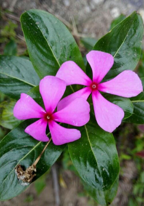 四季花