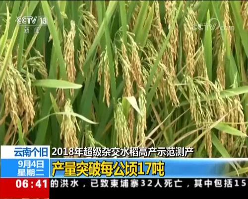 视频2018年超级杂交水稻高产示范测产云南个旧产量突破每公顷17吨