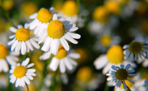 蔚蓝使者德国洋甘菊