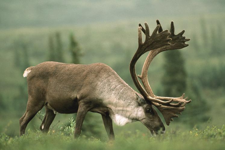  p>北美驯鹿产于 a href="#" data-lemmaid="3859345">北极地区 /a>