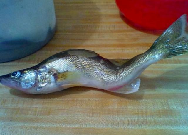 核辐射之后的变异鱼现在,福岛惊现大量变异野猪,从日本人的胆量和