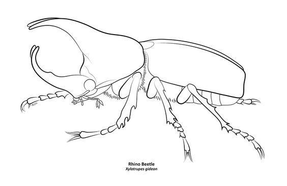 rhino beetle by tesskou