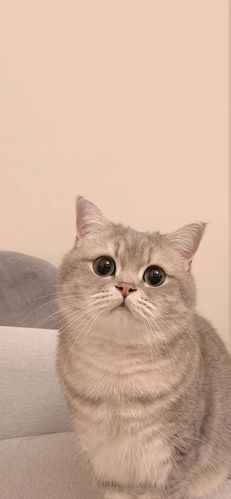 有哪些超级治愈的猫咪壁纸