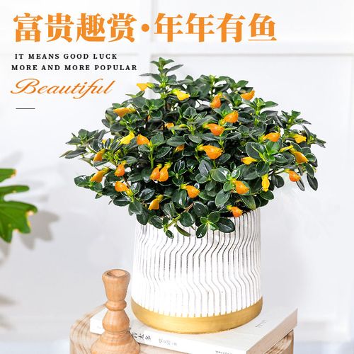 金鱼花吊兰盆栽招财植物室内四季开花不断好养绿植办公室垂吊花卉