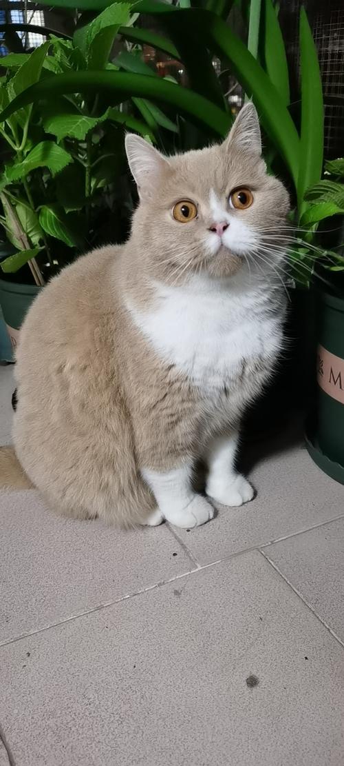 求助这是乳色英短吗