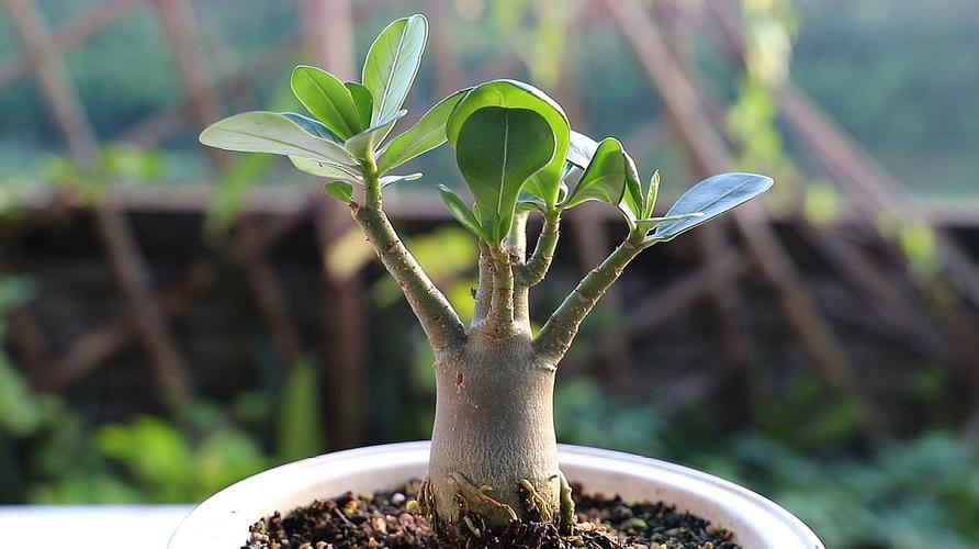 沙漠玫瑰怎么养护