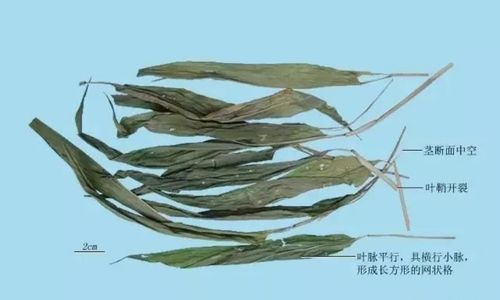 【中药学堂】淡竹叶