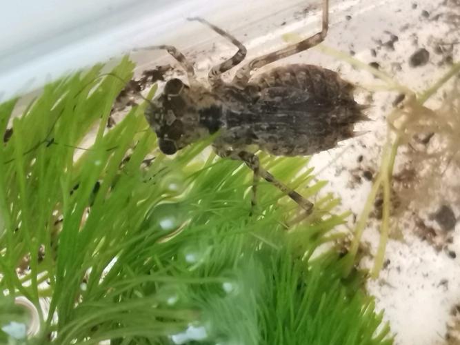 水虿(蜻蜓幼虫)