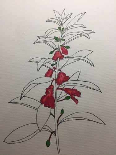 马克笔61凤仙花 - 简书