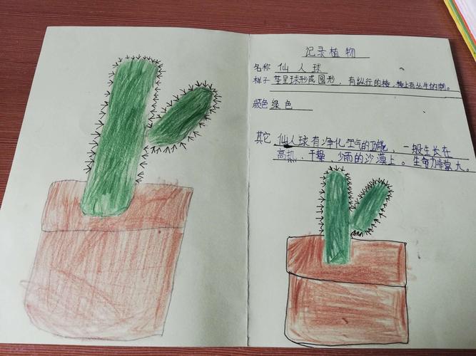 三二班的植物记录卡