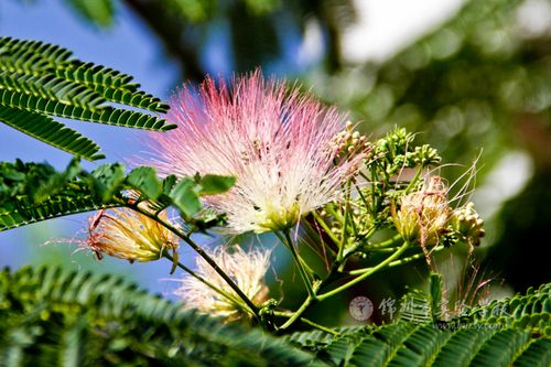 合欢树,又名芙蓉树(组图)