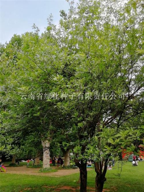 清香木种子