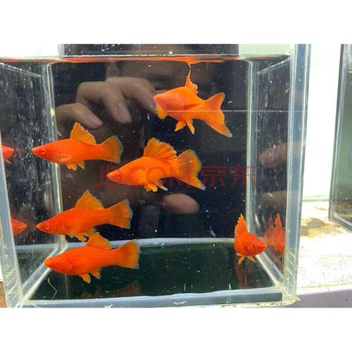 【店铺推荐】高鳍红箭鱼观赏鱼高鳍红剑鱼鱼苗淡水热带鱼狼牙帆菊花